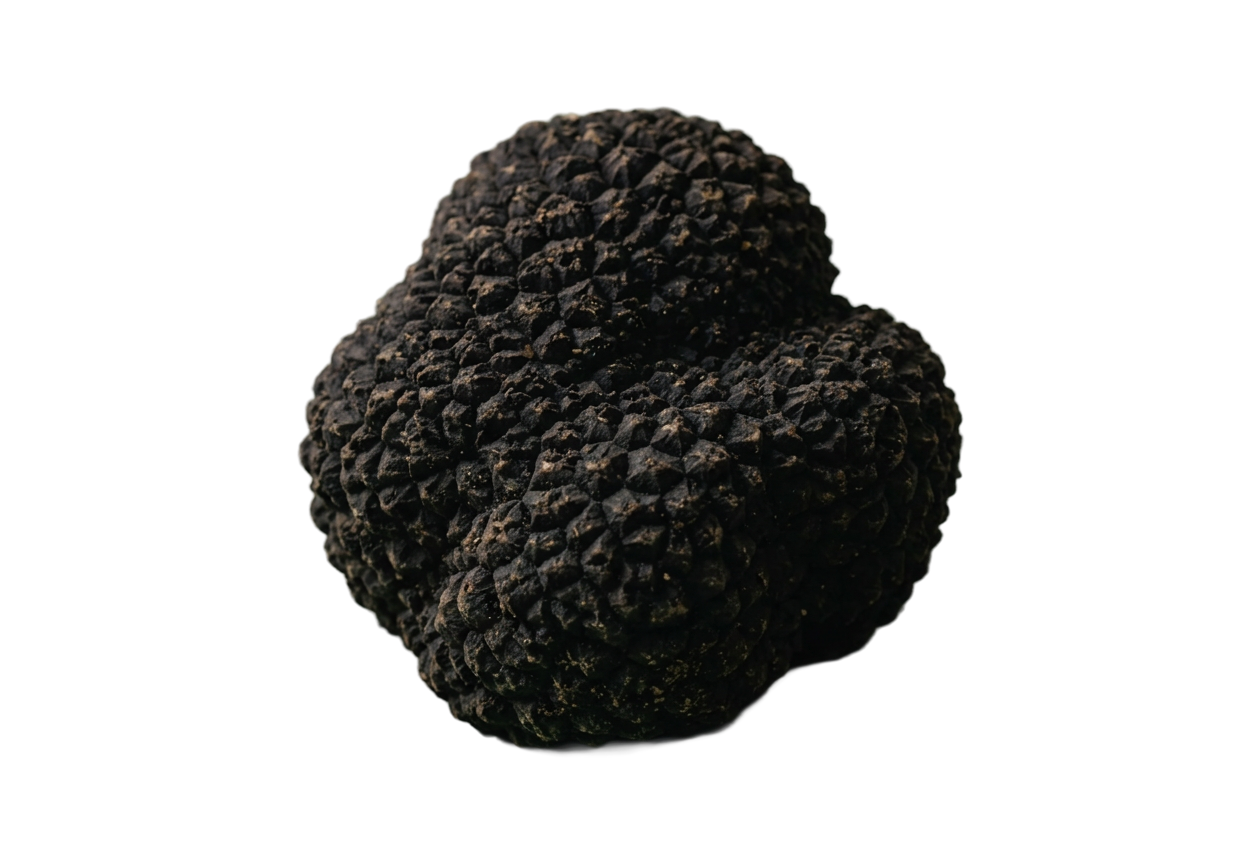 Trufa negra inteira de textura rugosa sobre fundo escuro, ingrediente nobre utilizado na gastronomia do Grupo Casa Nova.